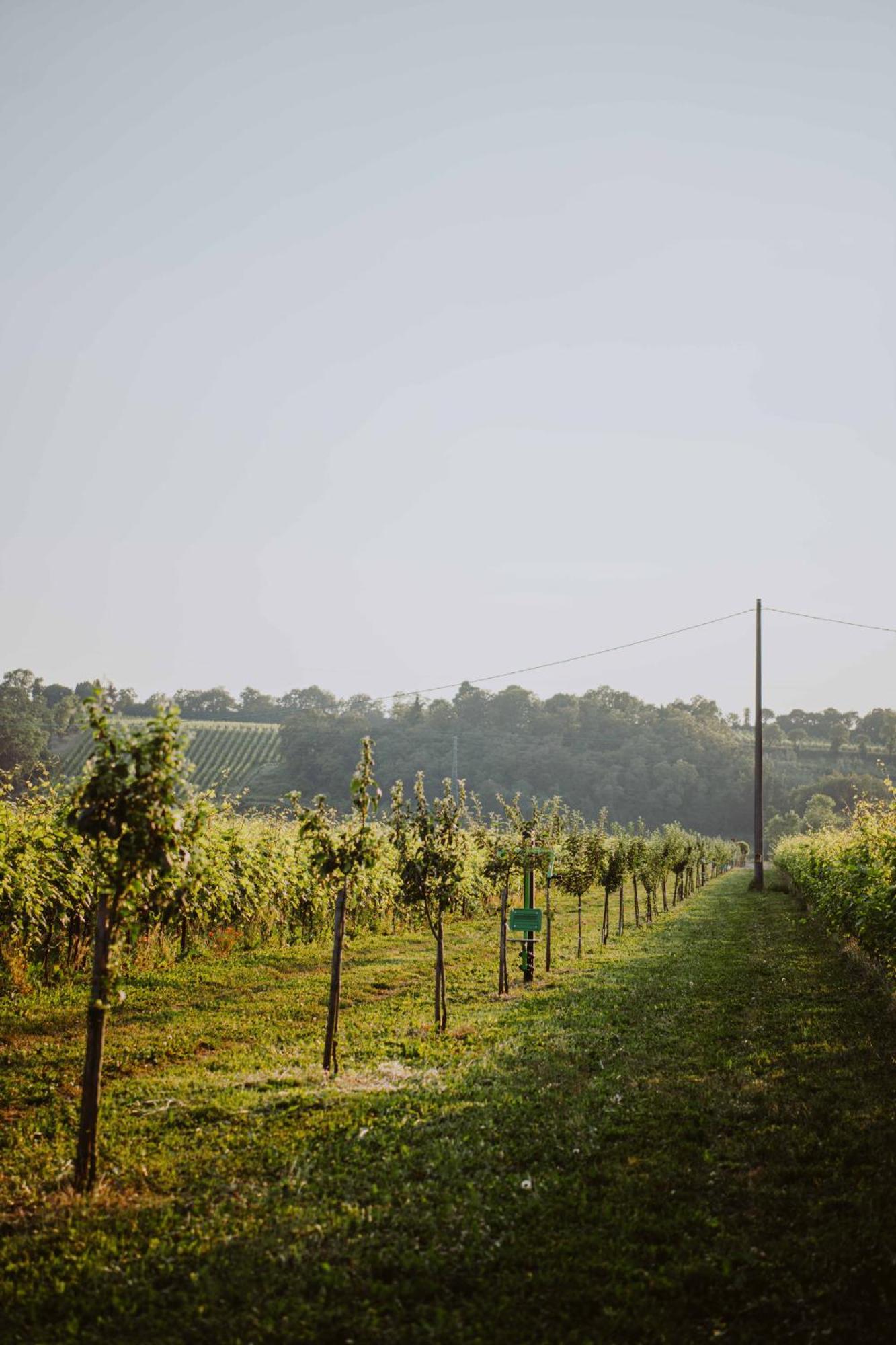 Agriturismo Pratello 파뎅게술가르다 외부 사진